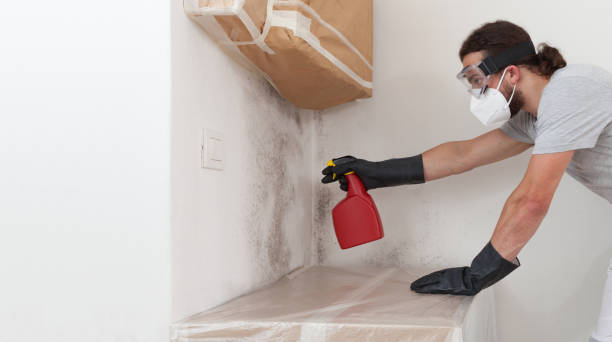 Professional Basement Mold Removal technician working in Kingston, WA