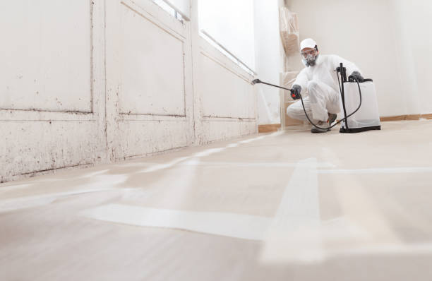 24/7 Emergency Basement Mold Removal experts in Kingston, WA