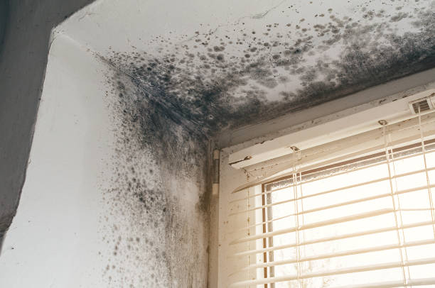 Affordable Basement Mold Removal solutions in Kingston, WA