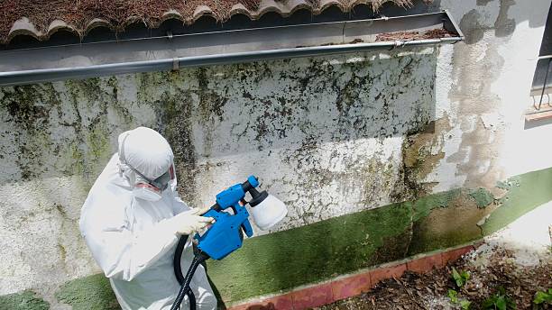 Top rated local Basement Mold Removal specialists in Kingston, WA